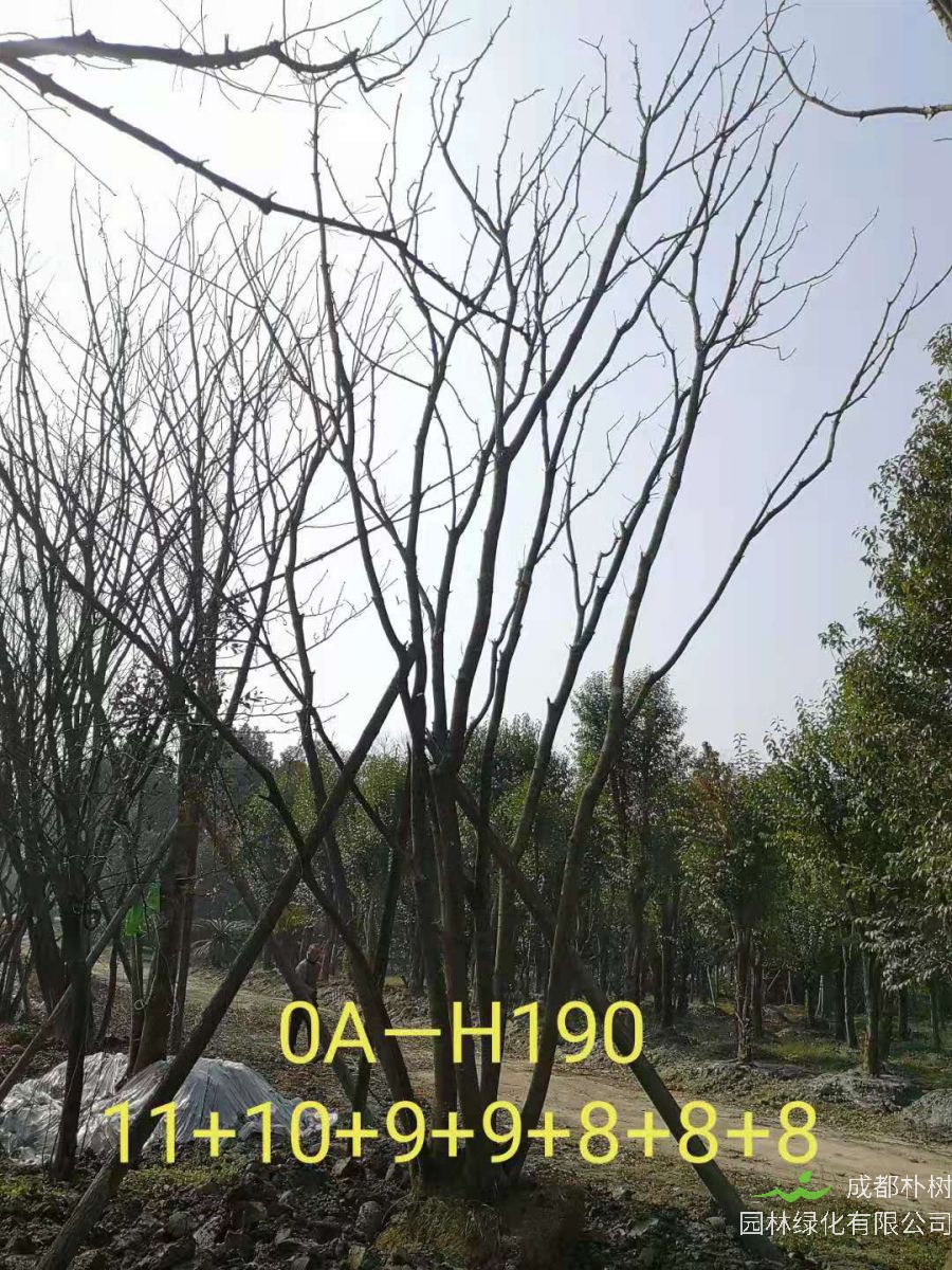 2021年59-68公分精品丛生黄连木-价格怎么样？