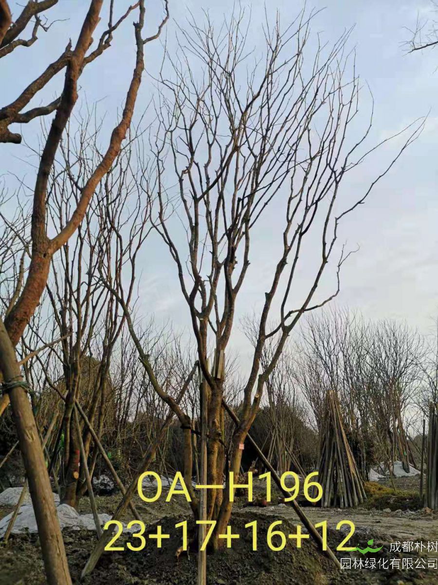 2021年59-68公分精品丛生黄连木-价格怎么样？