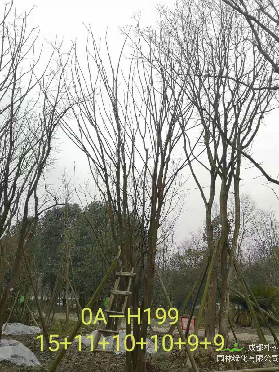 2021年59-68公分精品丛生黄连木-价格怎么样？