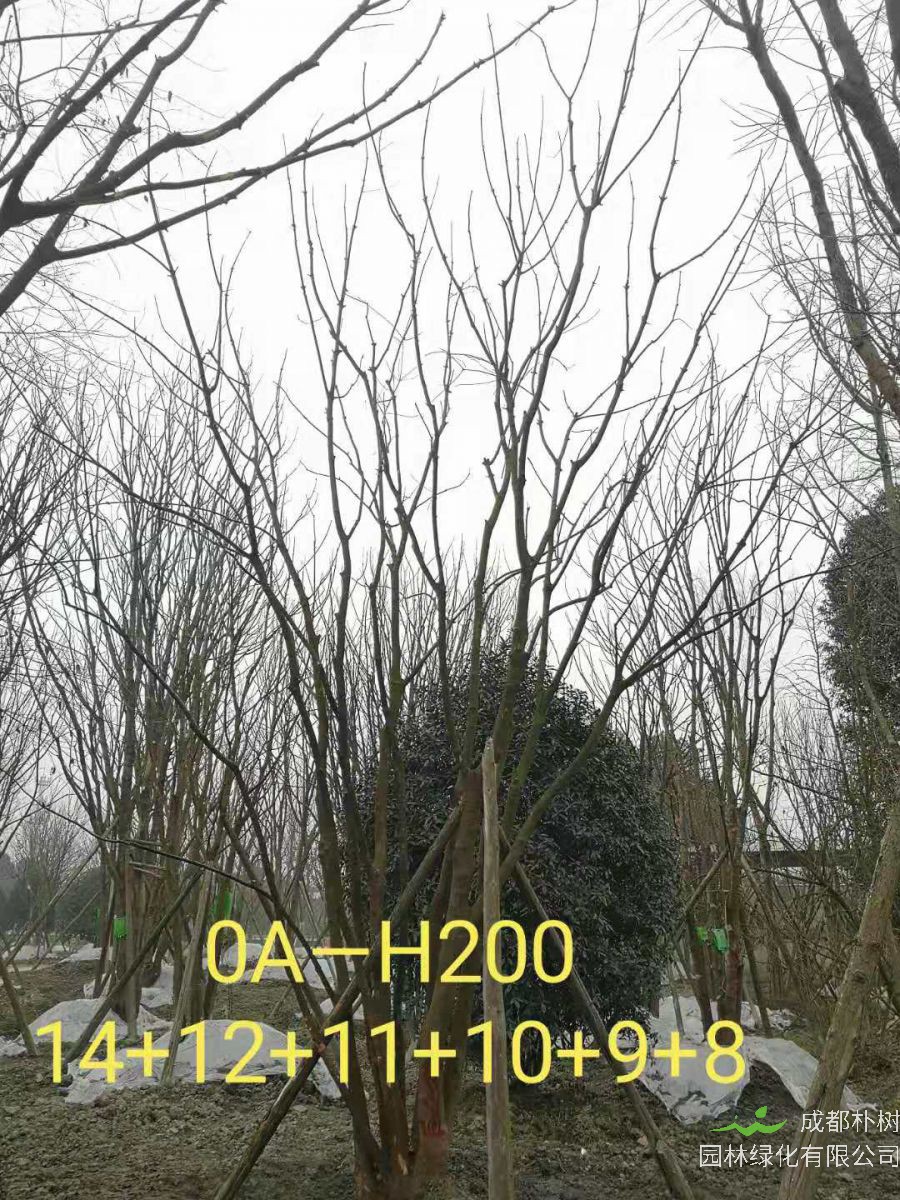 2021年59-68公分精品丛生黄连木-价格怎么样？