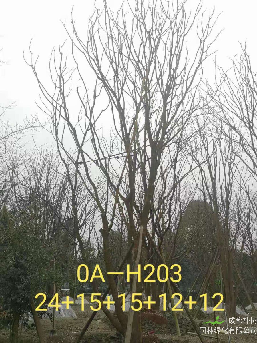 2021年成都市苗木基地直销的69-78公分精品丛生黄连木-价格怎么样?