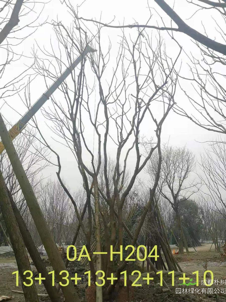 2021年成都市苗木基地直销的69-78公分精品丛生黄连木-价格怎么样?