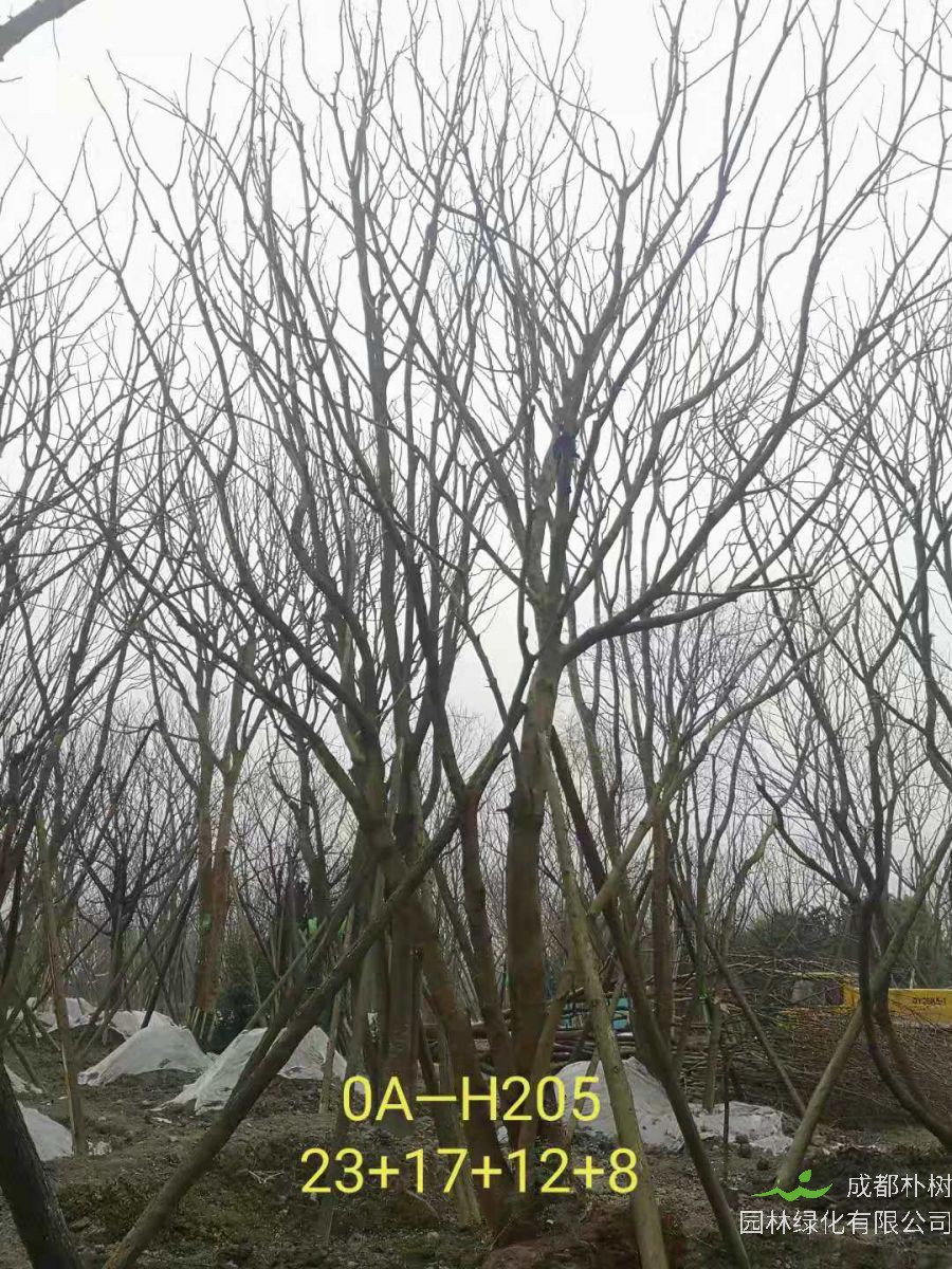 2021年59-68公分精品丛生黄连木-价格怎么样？