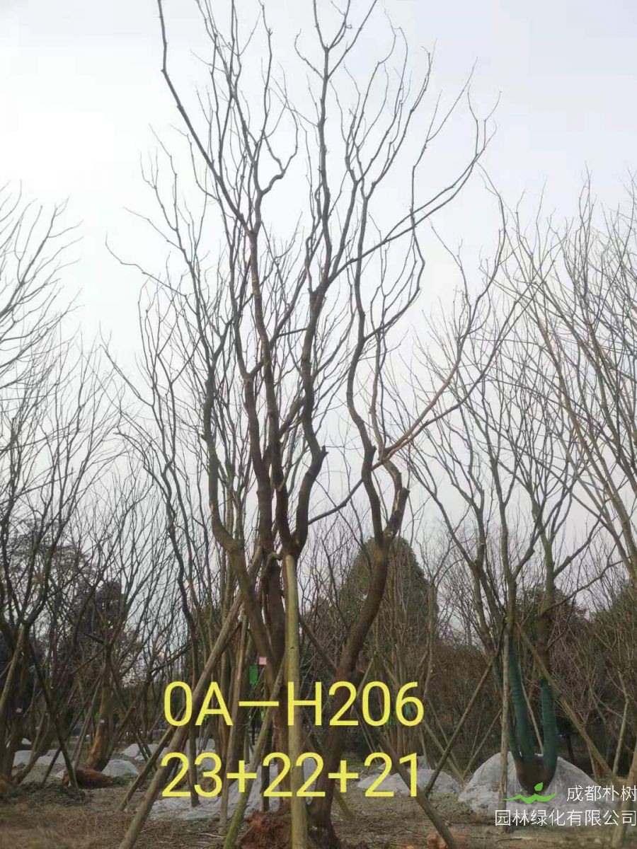 2021年59-68公分精品丛生黄连木-价格怎么样？