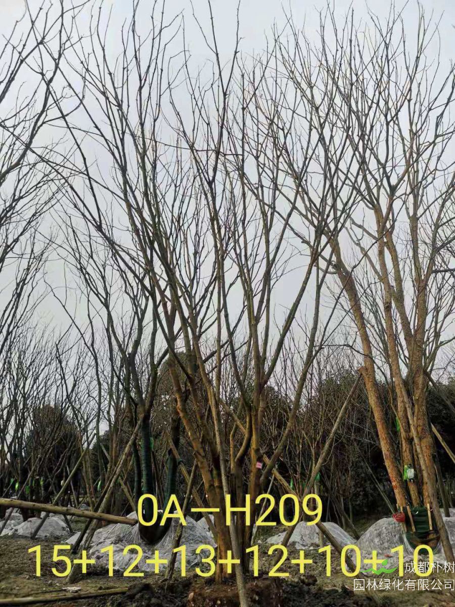 2021年成都市苗木基地直销的69-78公分精品丛生黄连木-价格怎么样?