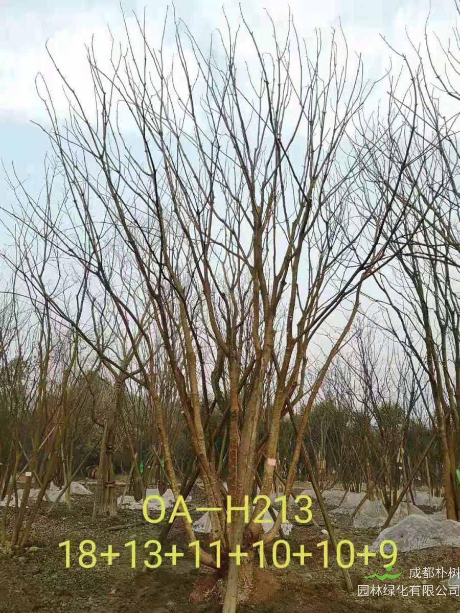 2021年成都市苗木基地直销的69-78公分精品丛生黄连木-价格怎么样?