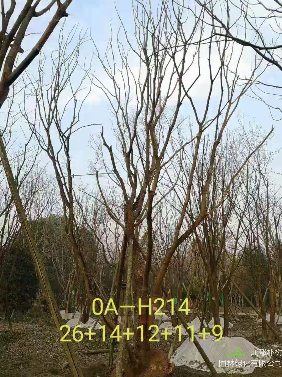 2021年成都市苗木基地直销的69-78公分精品丛生黄连木-价格怎么样?