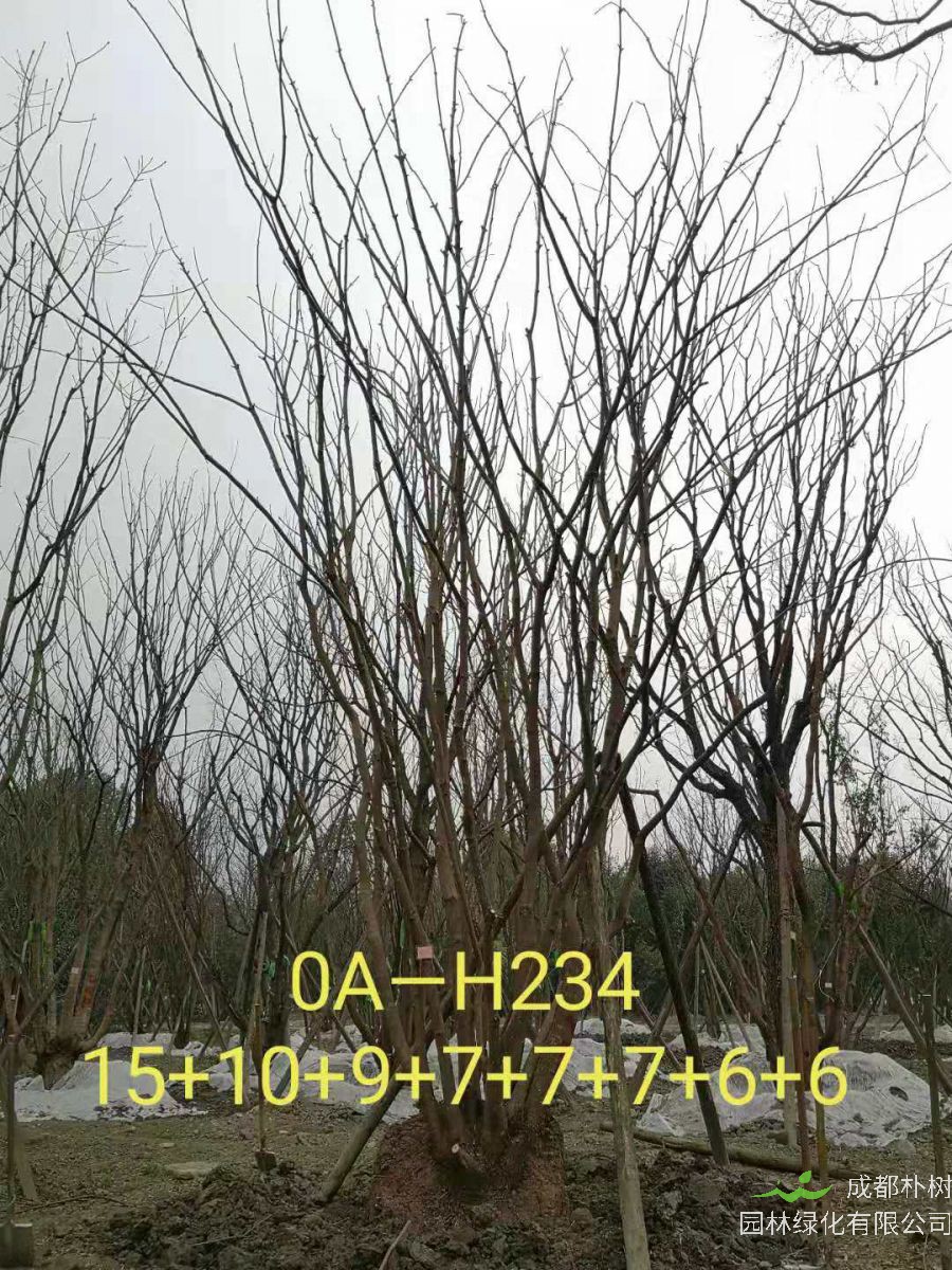 2021年59-68公分精品丛生黄连木-价格怎么样？