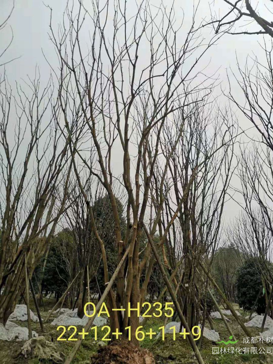 2021年成都市苗木基地直销的69-78公分精品丛生黄连木-价格怎么样?