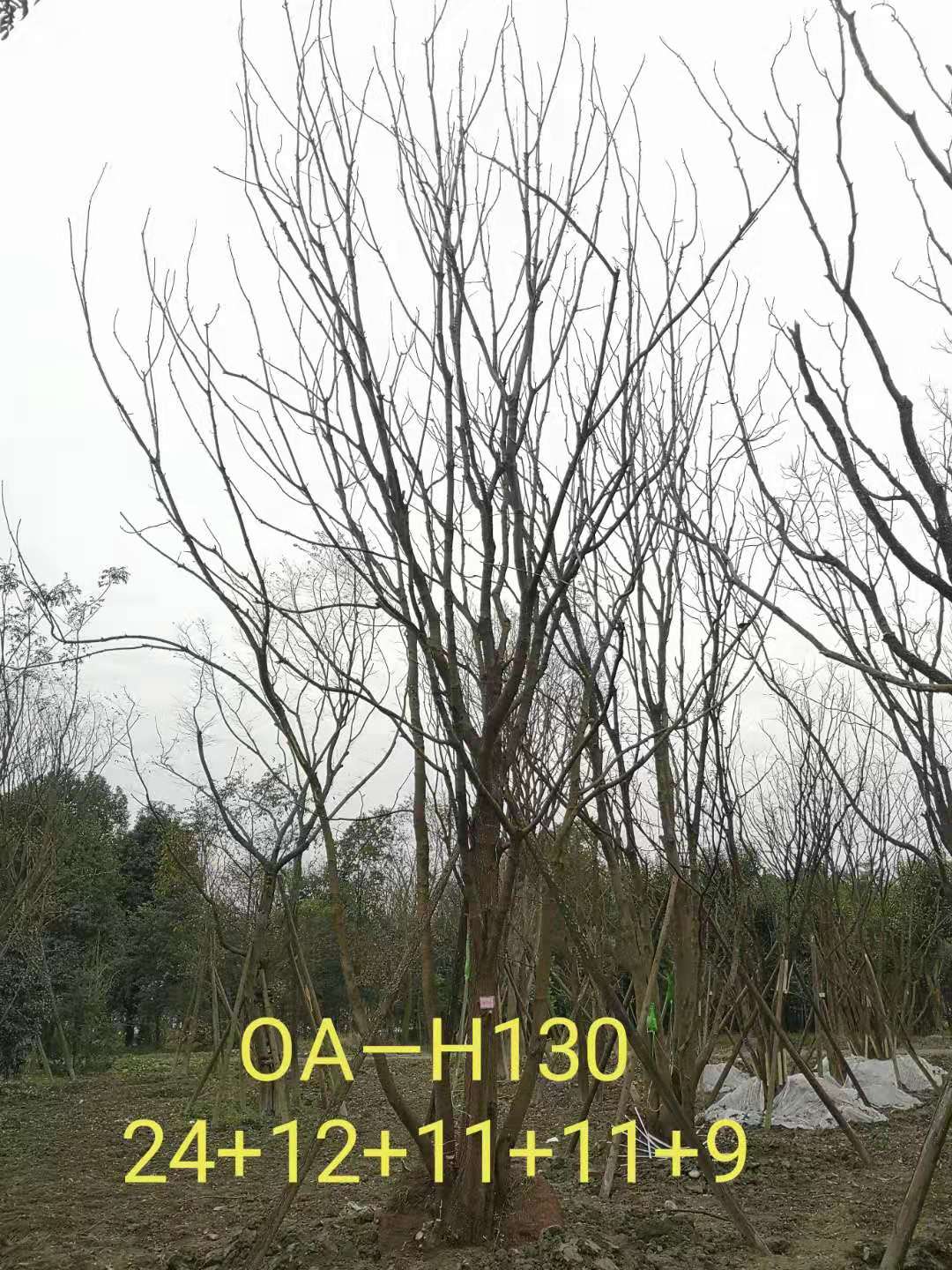 2021年59-68公分精品丛生黄连木-价格怎么样？