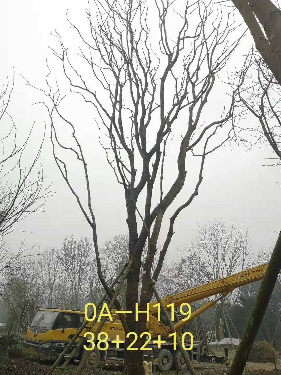 2021年成都市苗木基地直销的69-78公分精品丛生黄连木-价格怎么样？