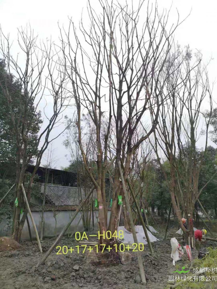 四川省2021年79-88公分丛生黄连木-价格如何？