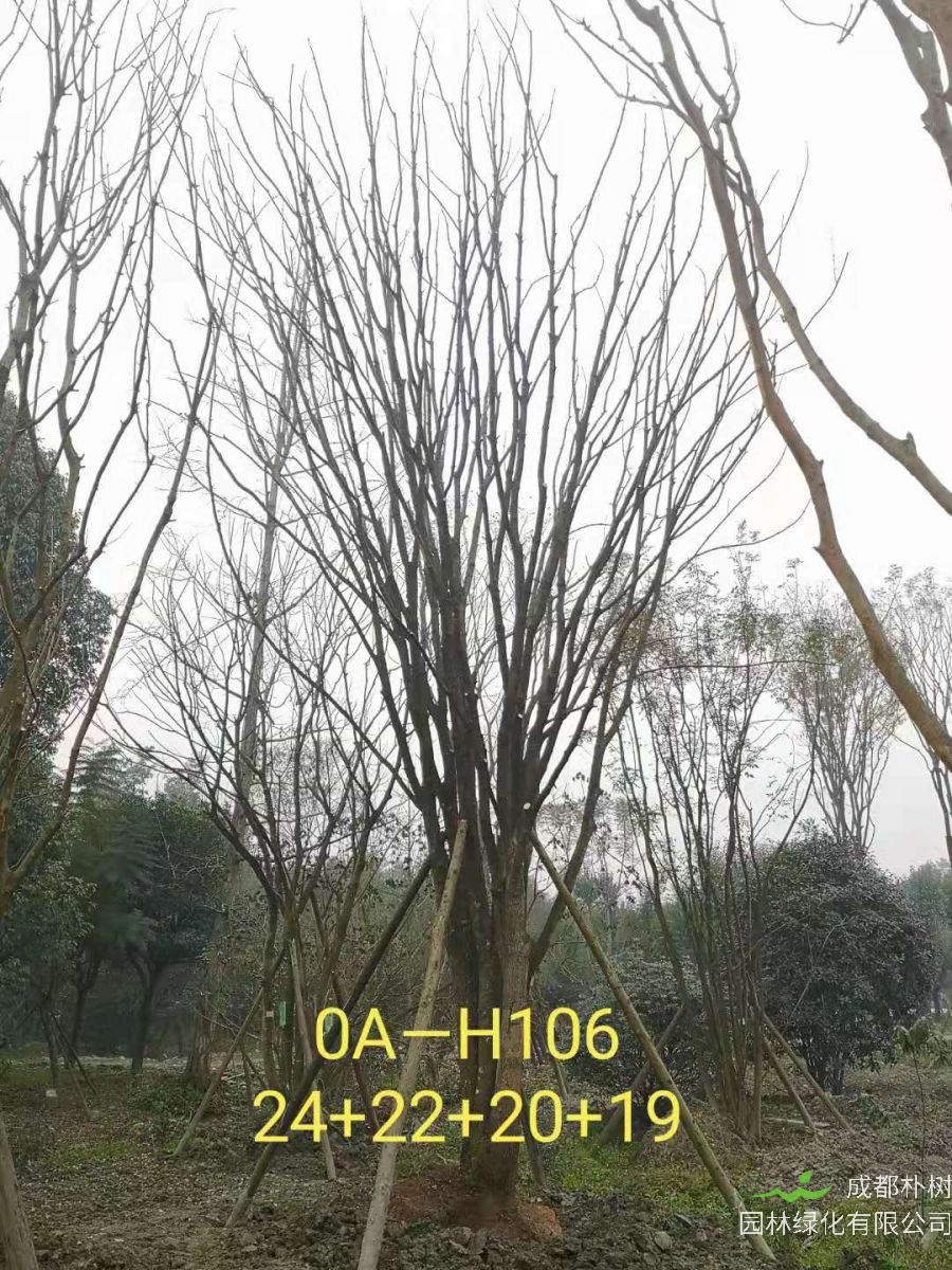 四川省2021年79-88公分丛生黄连木-价格如何？