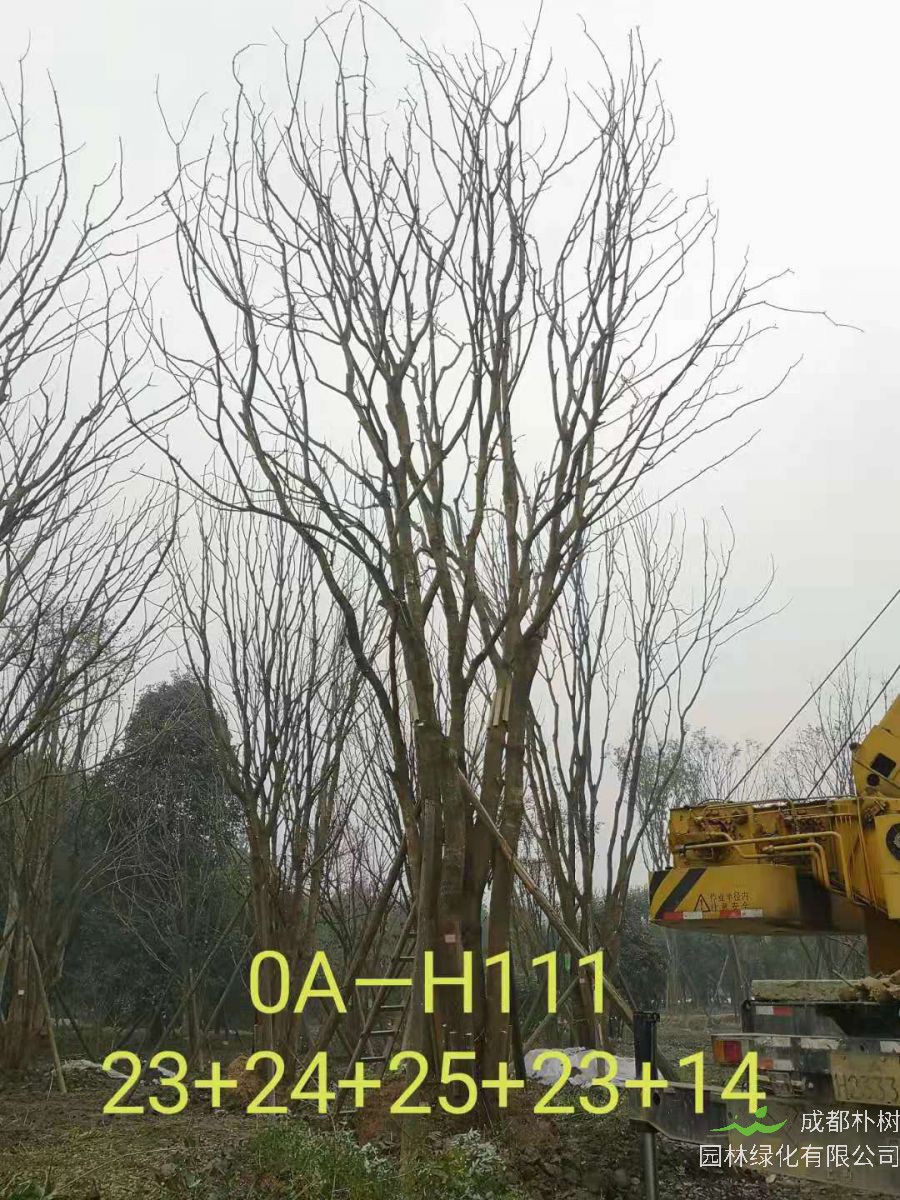 2021年苗木基地直销的109-162公分丛生黄连木-价格怎么样？