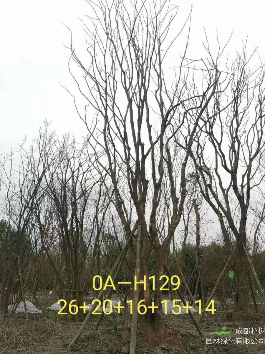 2021年四川省-德阳市苗木基地直销的89-99公分丛生黄连木价格详情