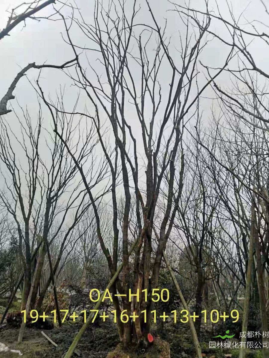 2021年苗木基地直销的109-162公分丛生黄连木-价格怎么样？