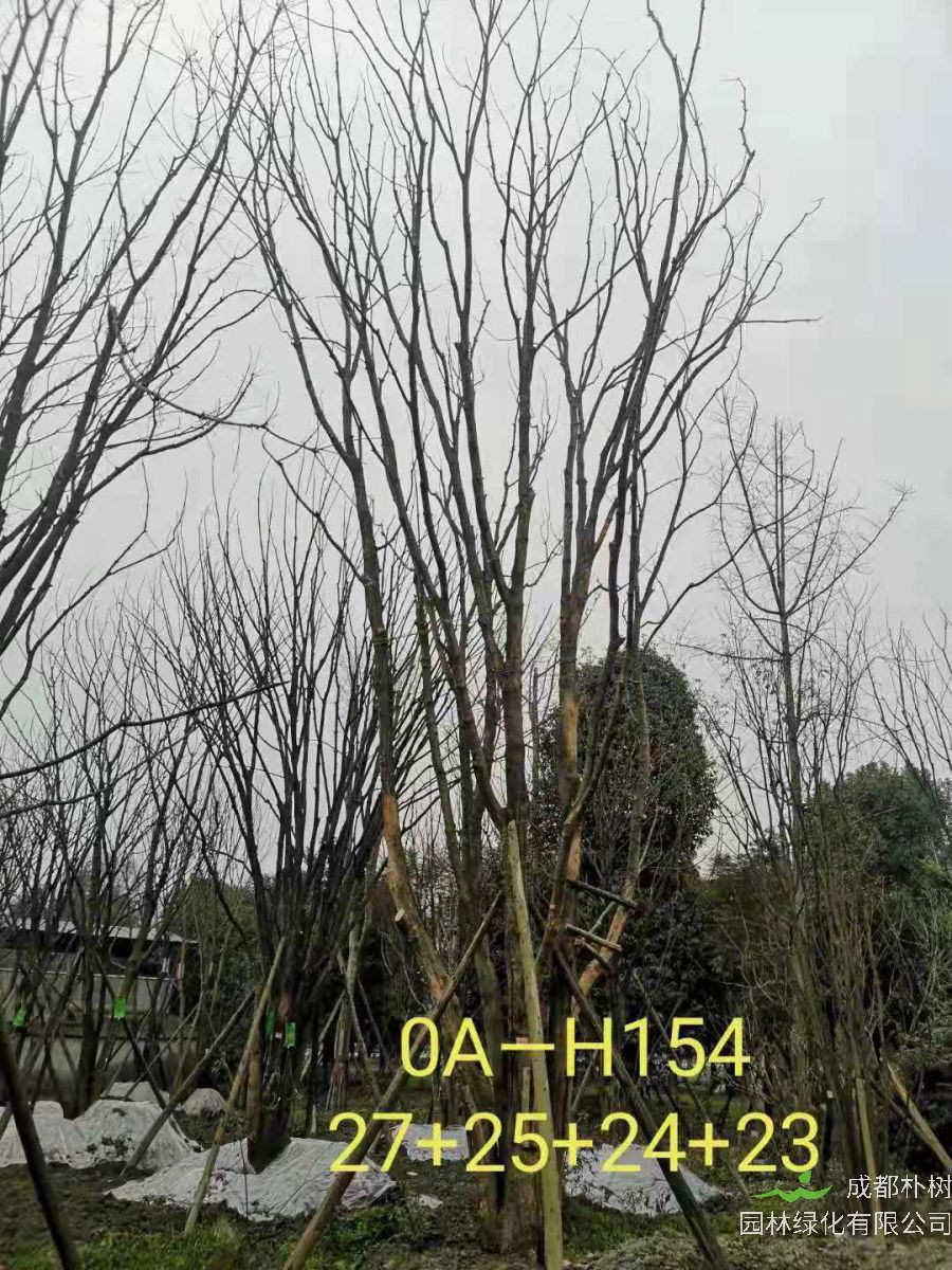 2021年四川省-德阳市苗木基地直销的89-99公分丛生黄连木价格详情