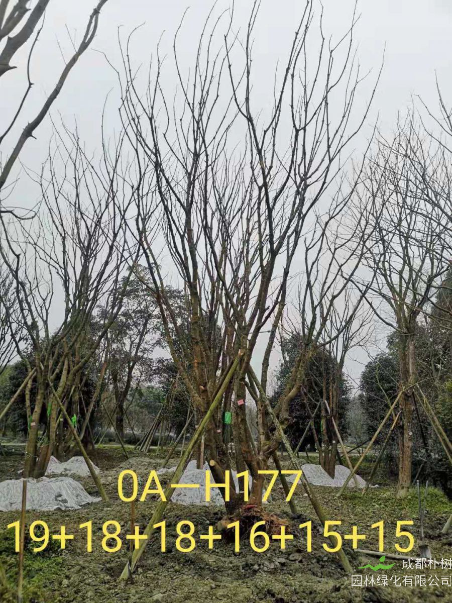 2021年四川省-德阳市苗木基地直销的89-99公分丛生黄连木价格详情