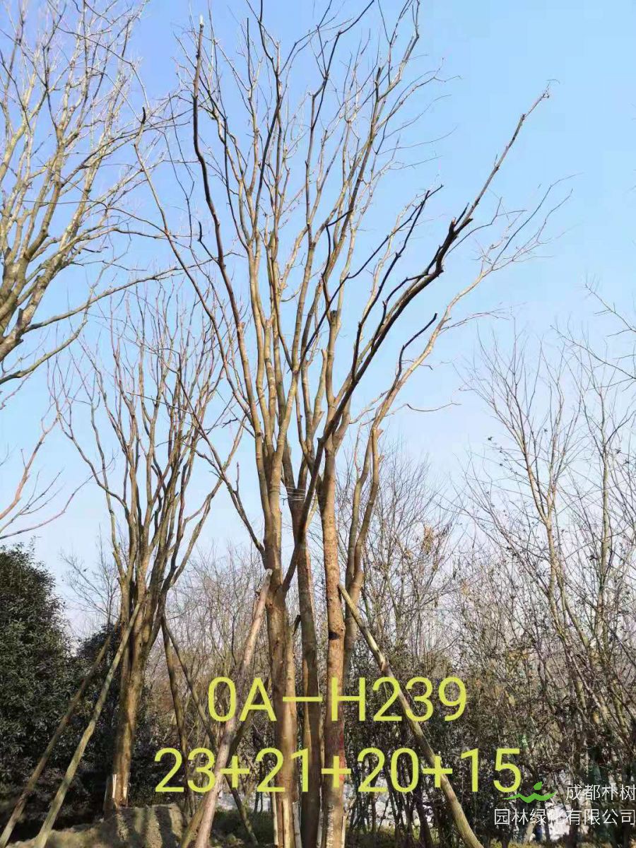 四川省2021年79-88公分丛生黄连木-价格如何？