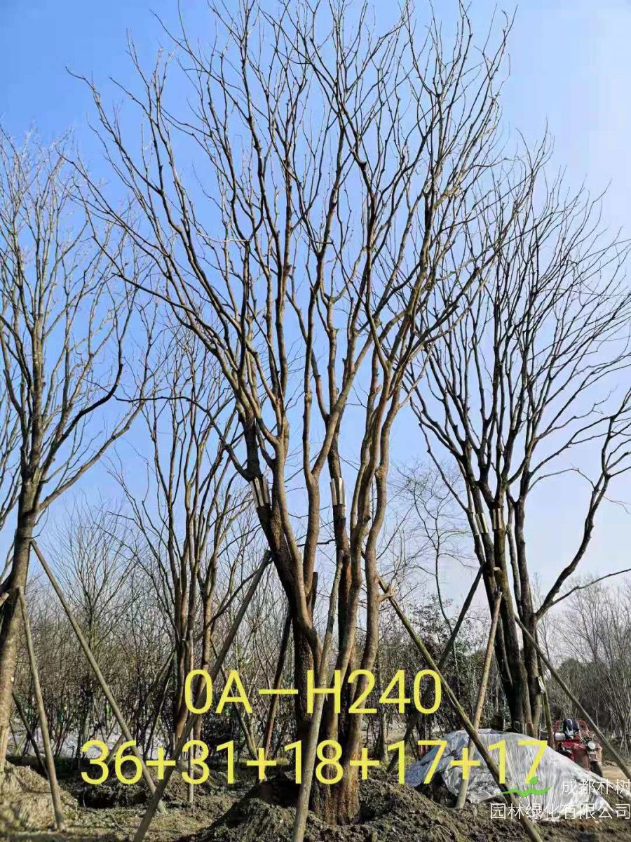 2021年苗木基地直销的109-162公分丛生黄连木-价格怎么样？