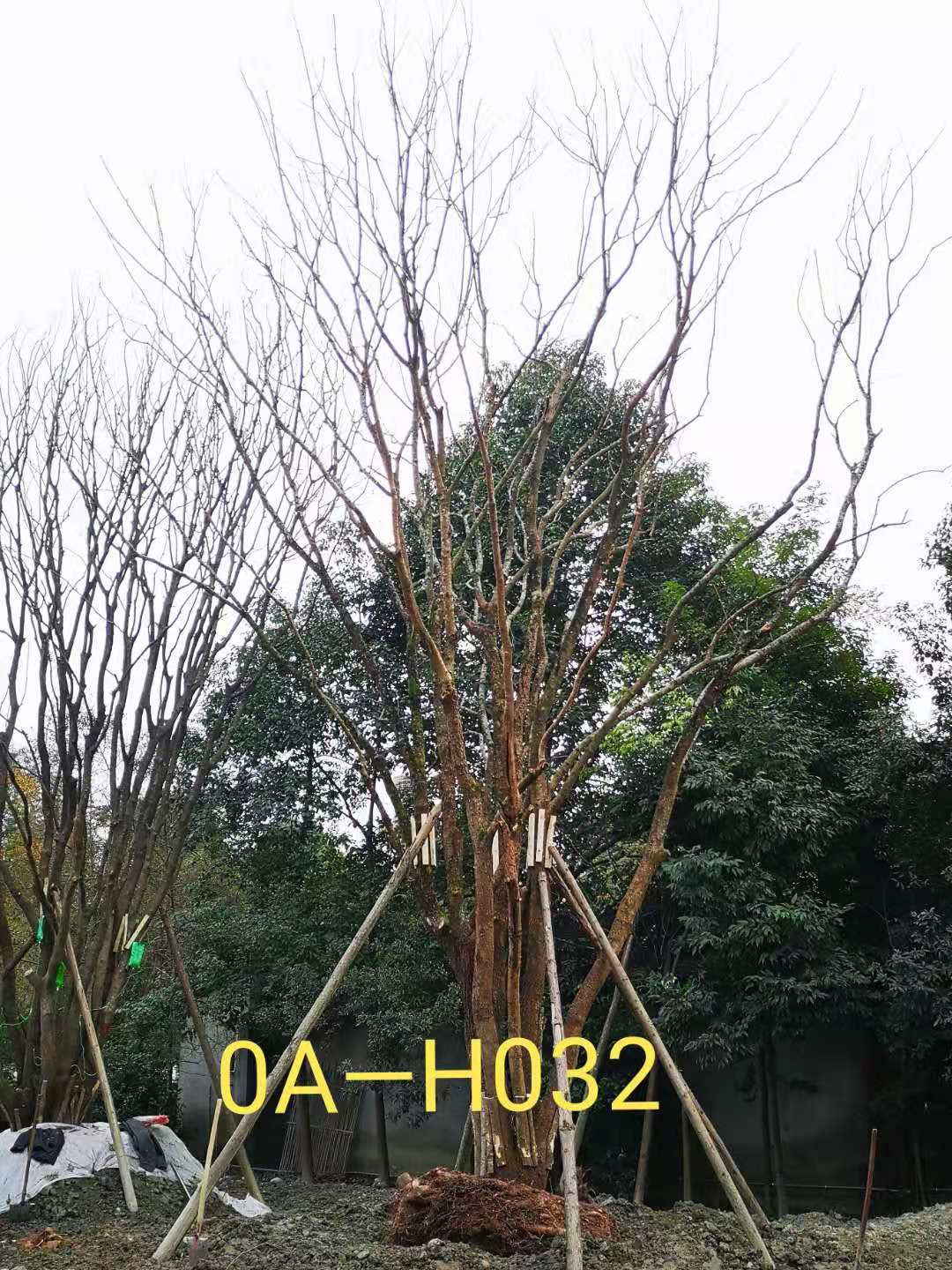 2021年四川省-德阳市苗木基地直销的89-99公分丛生黄连木价格详情