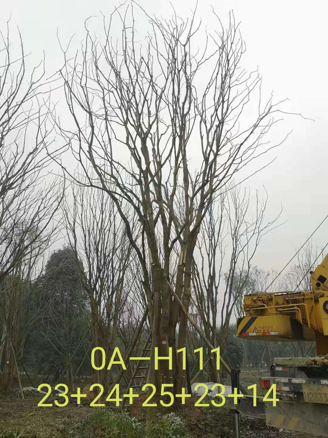 2021年苗木基地直销的109-162公分丛生黄连木-价格怎么样？