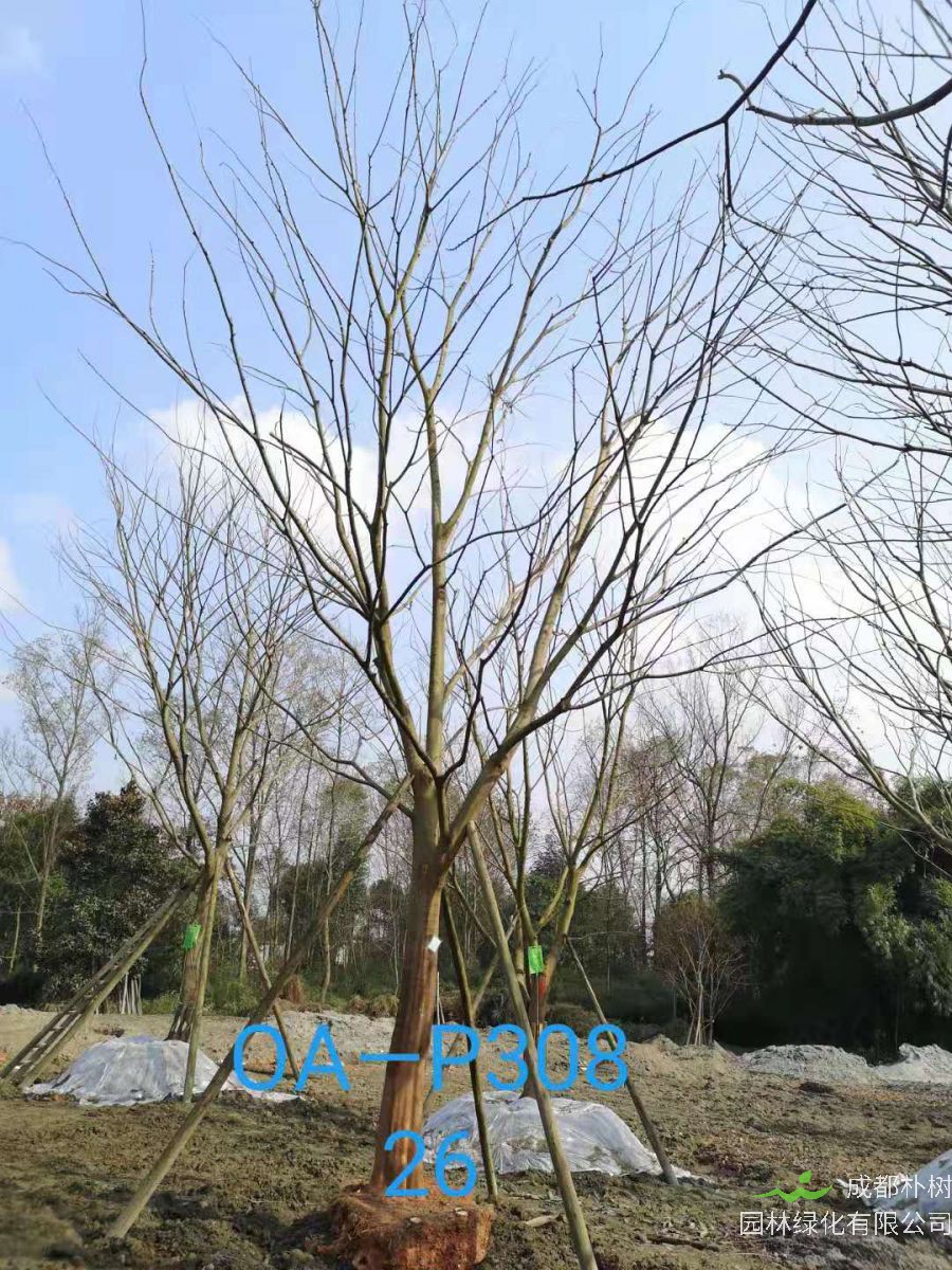 2021年25-30公分精品朴树最新价格详情