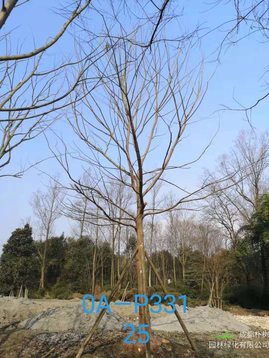 2021年25-30公分精品朴树最新价格详情