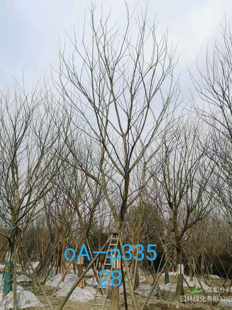 2021年25-30公分精品朴树最新价格详情