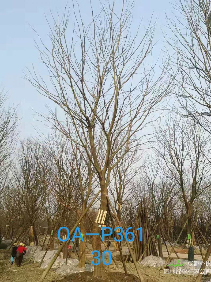 2021年25-30公分精品朴树最新价格详情