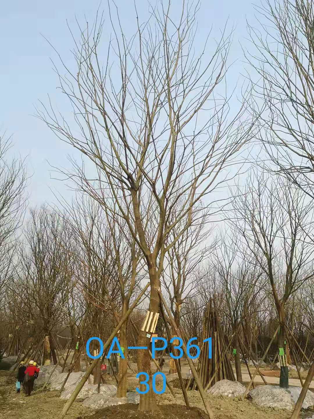 2021年25-30公分精品朴树最新价格详情