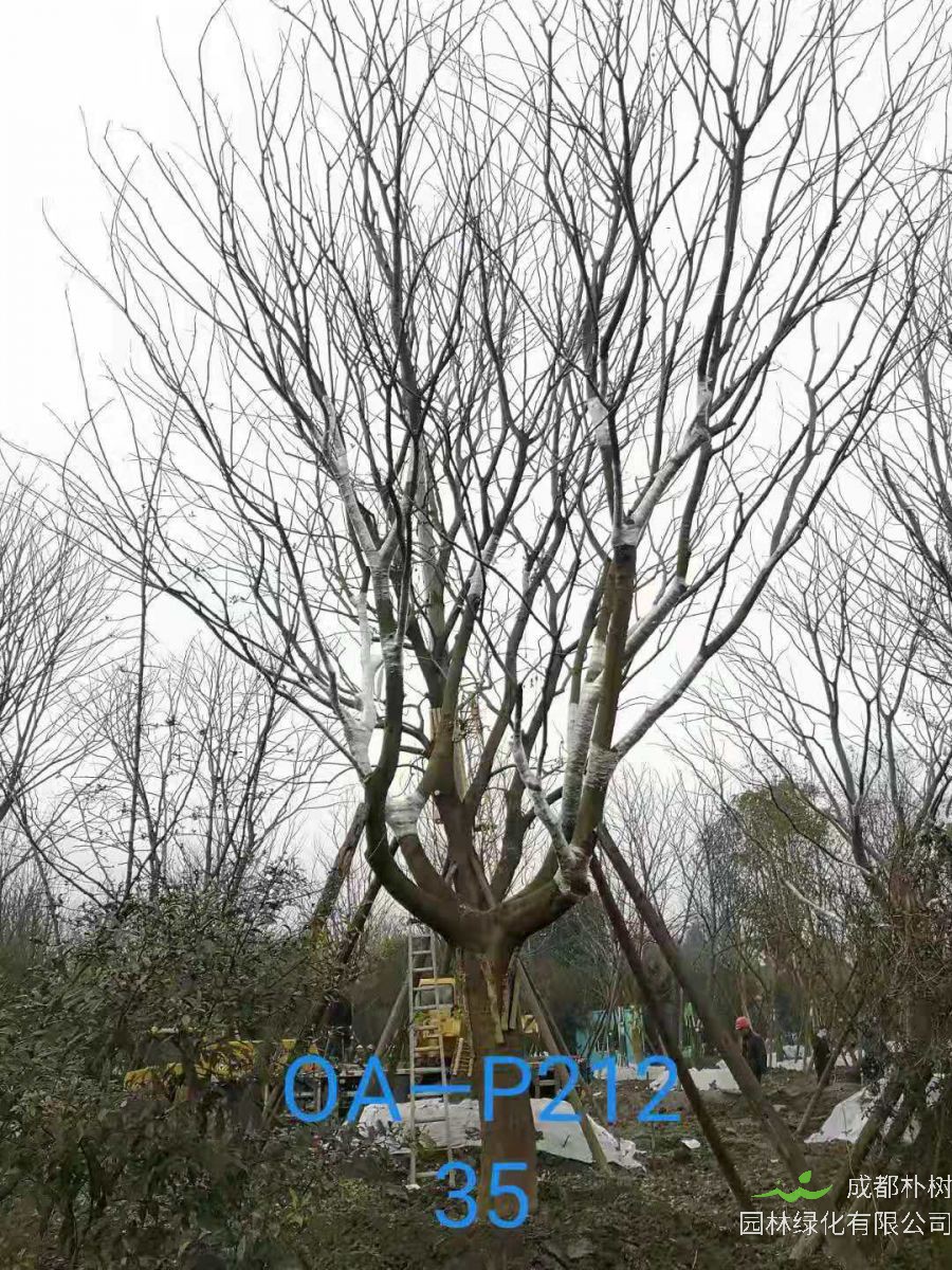 四川省2021年31-36公分精品朴树价格怎么样？