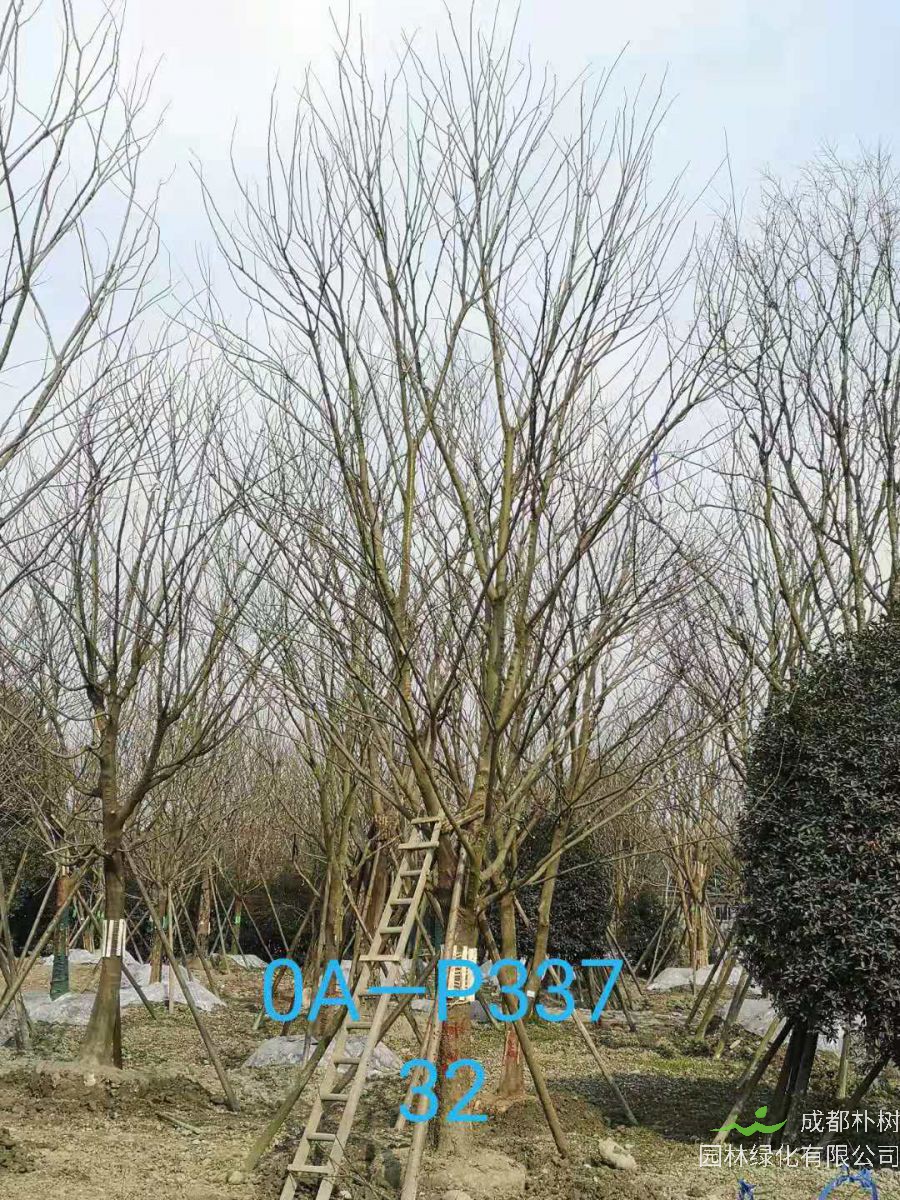 四川省2021年31-36公分精品朴树价格怎么样？
