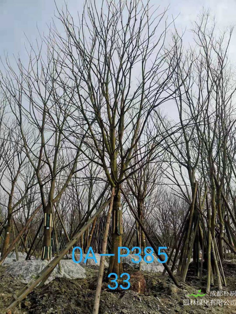 四川省2021年31-36公分精品朴树价格怎么样？