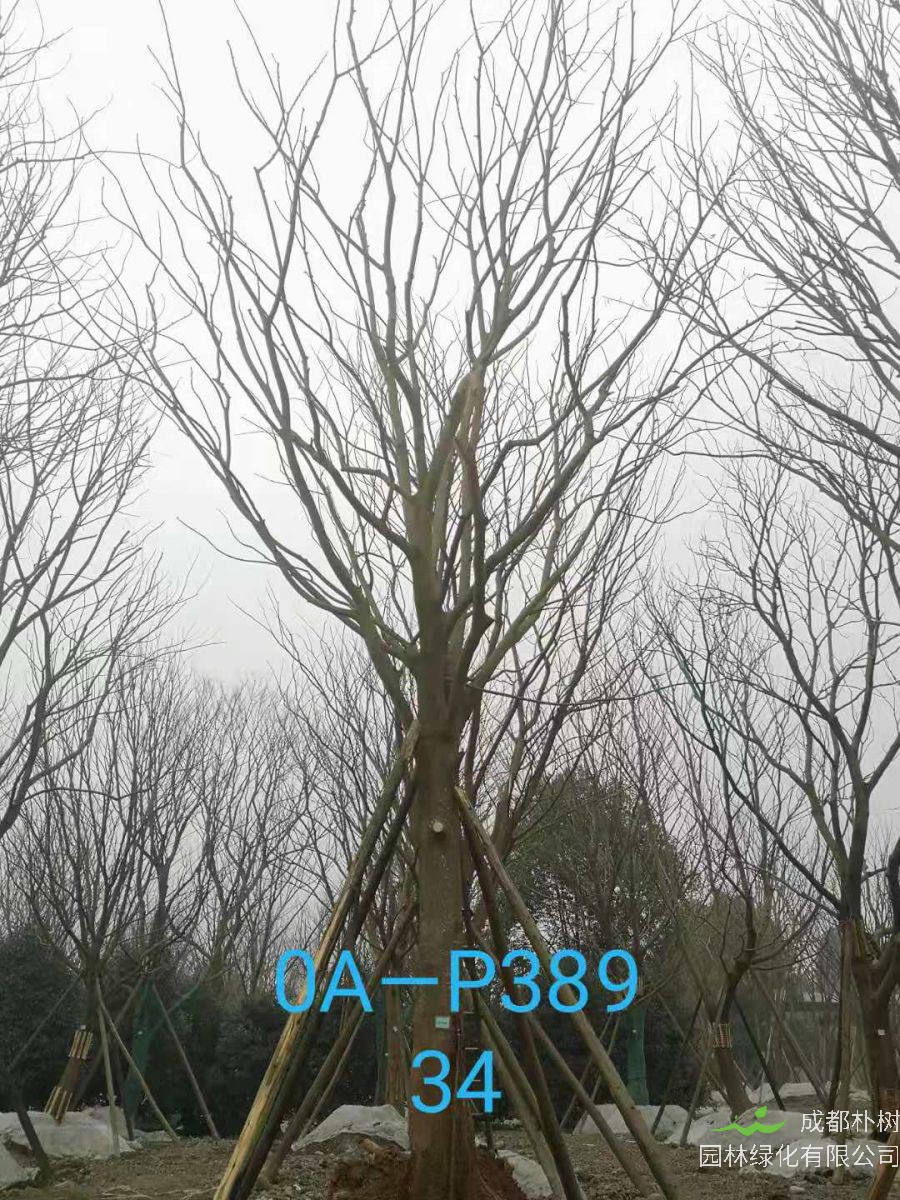 四川省2021年31-36公分精品朴树价格怎么样？