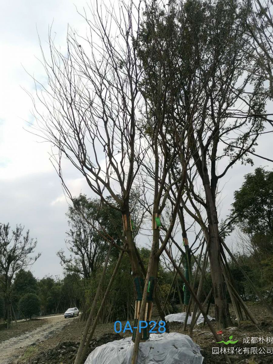 四川省苗木基地直销的43-48公分朴树-2021年最新价格
