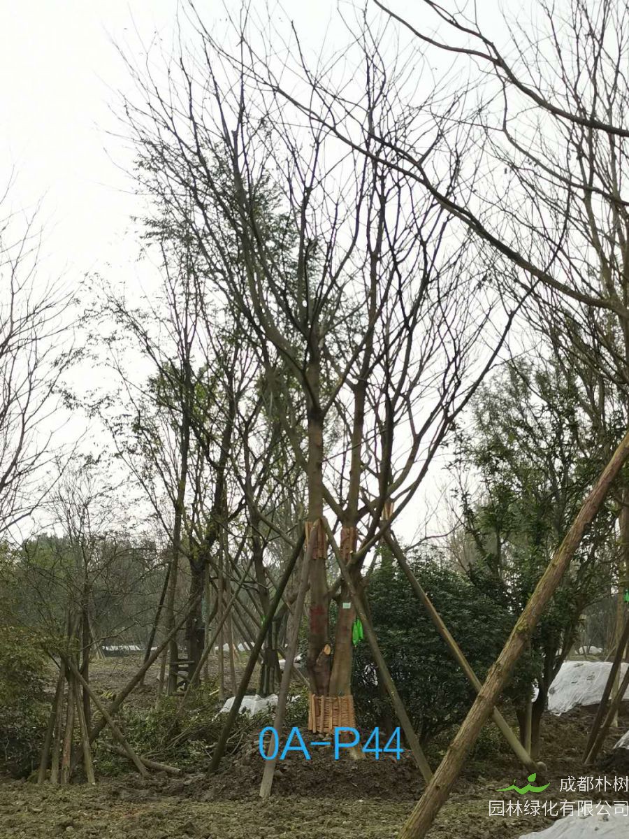四川省苗木基地直销的43-48公分朴树-2021年最新价格