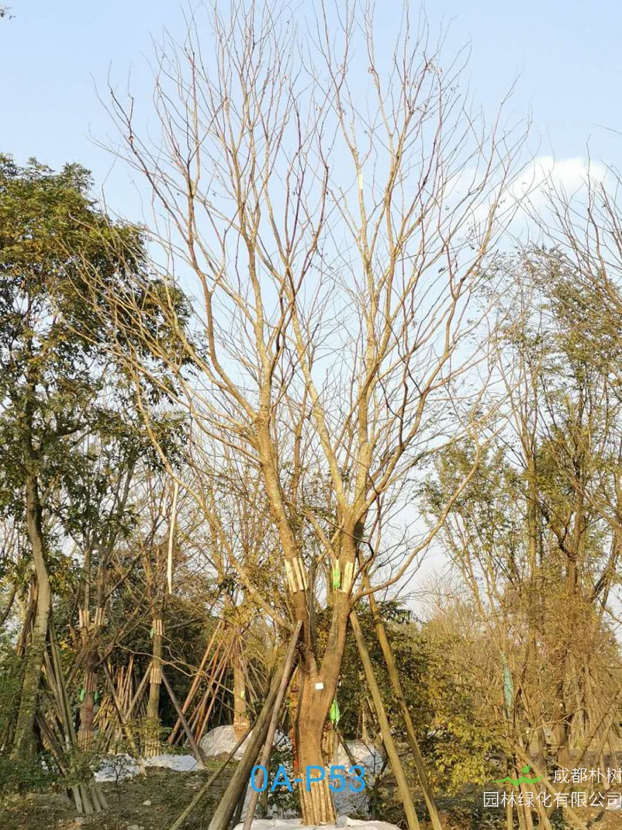 2021年37-42公分精品朴树-最新价格详情