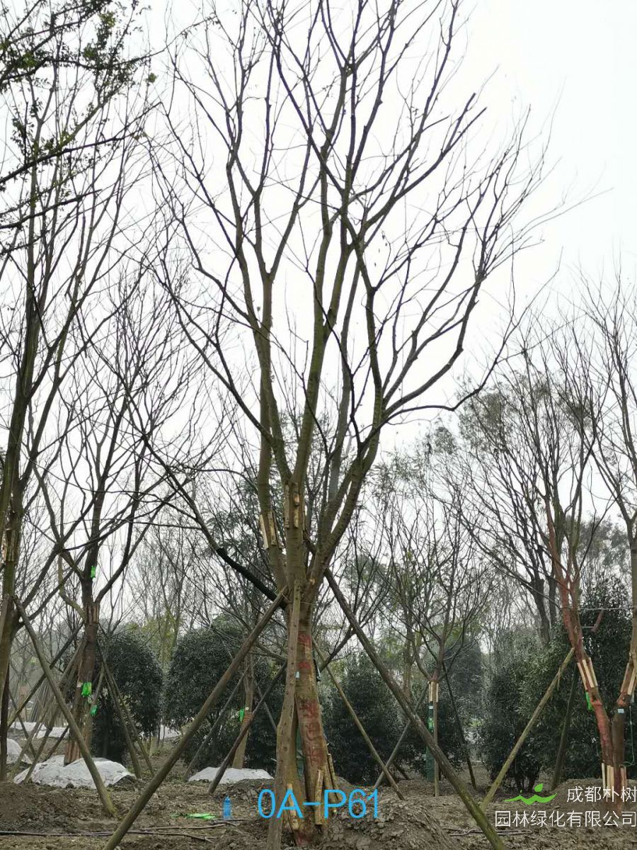 2021年37-42公分精品朴树-最新价格详情