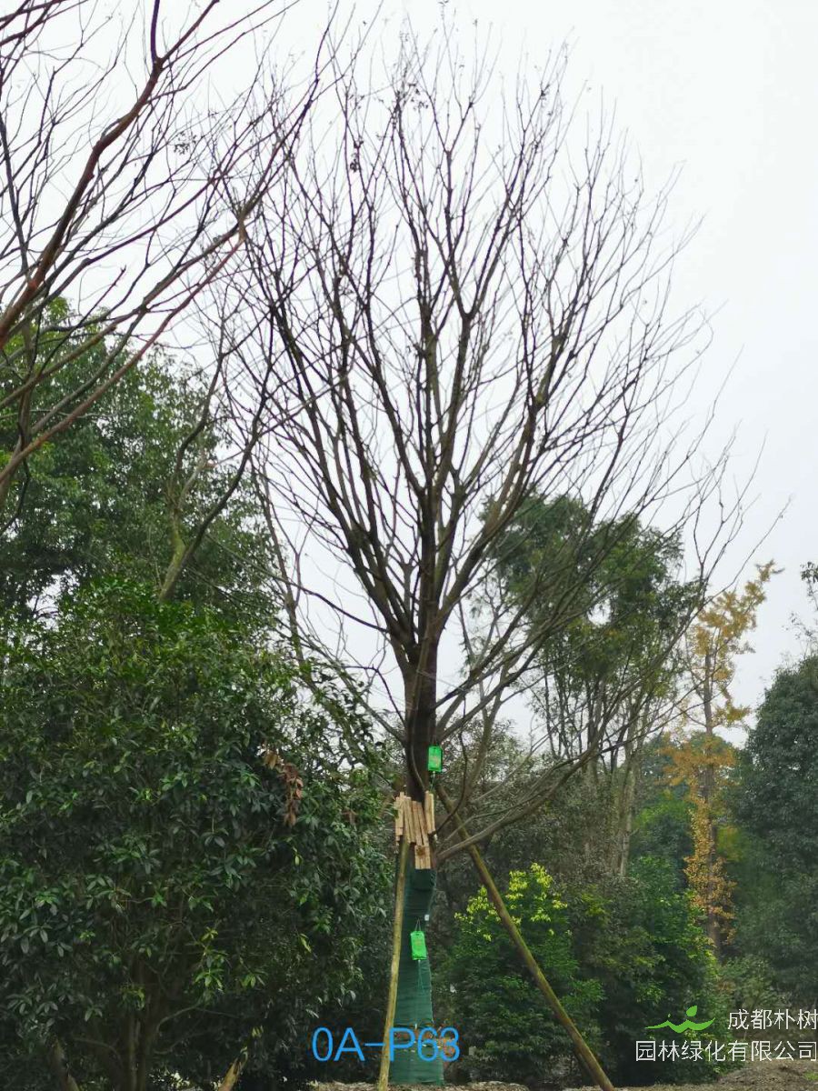 四川省苗木基地直销的43-48公分朴树-2021年最新价格