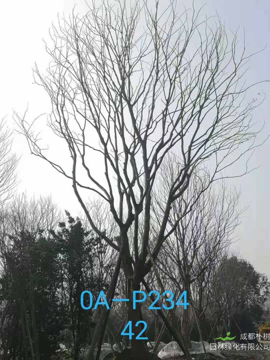 2021年37-42公分精品朴树-最新价格详情