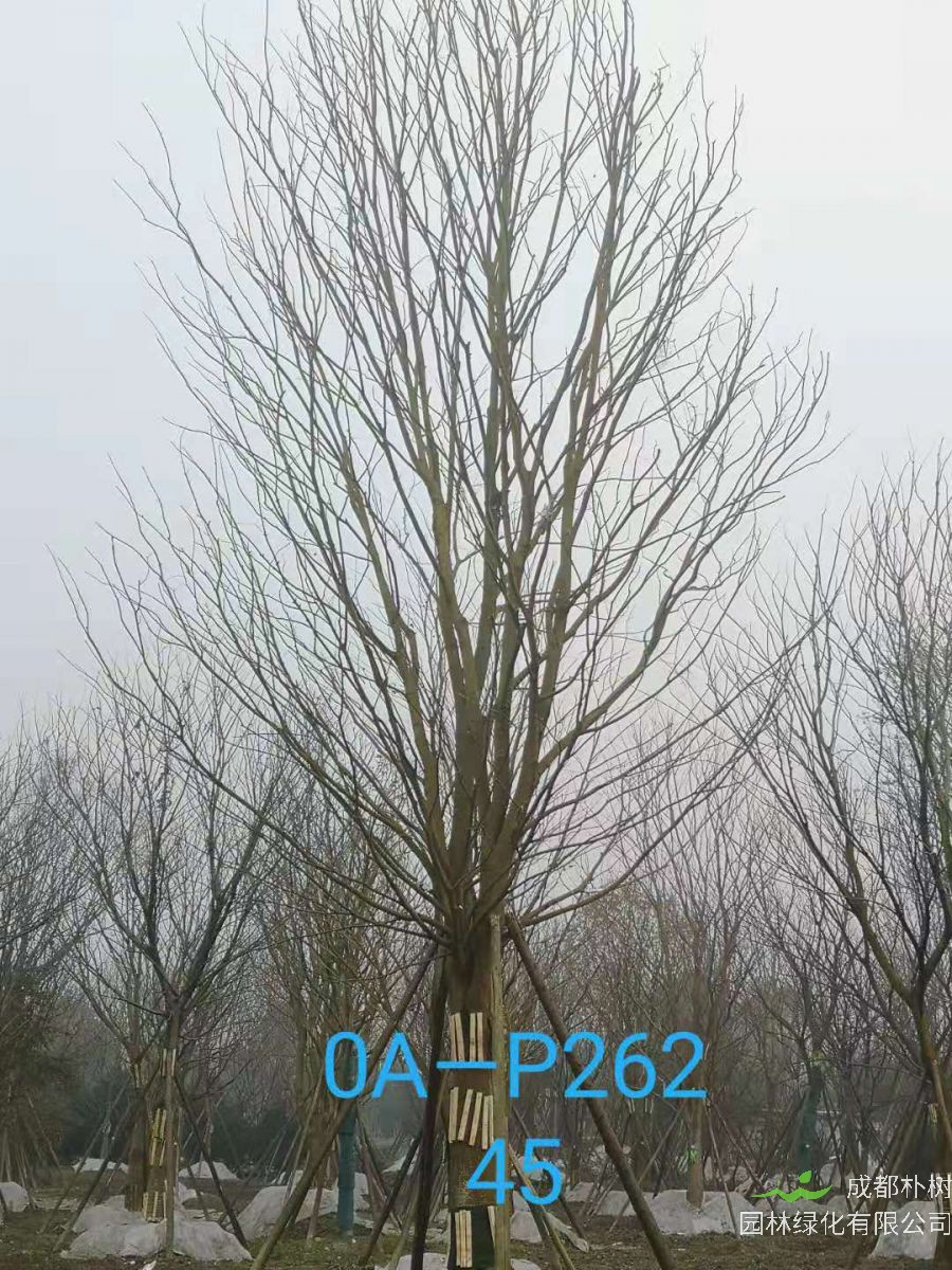四川省苗木基地直销的43-48公分朴树-2021年最新价格