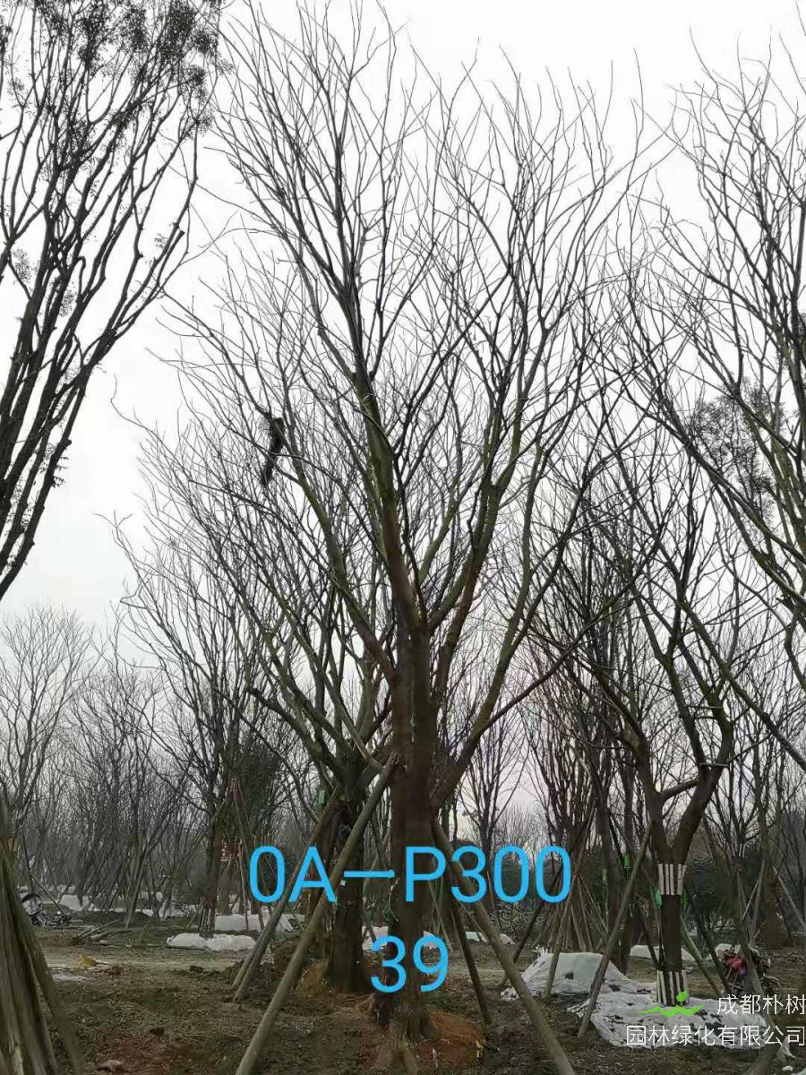 2021年37-42公分精品朴树-最新价格详情