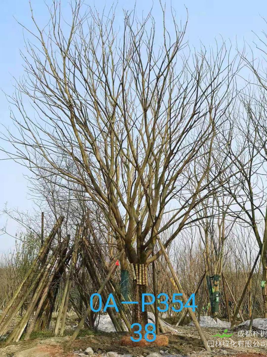 2021年37-42公分精品朴树-最新价格详情