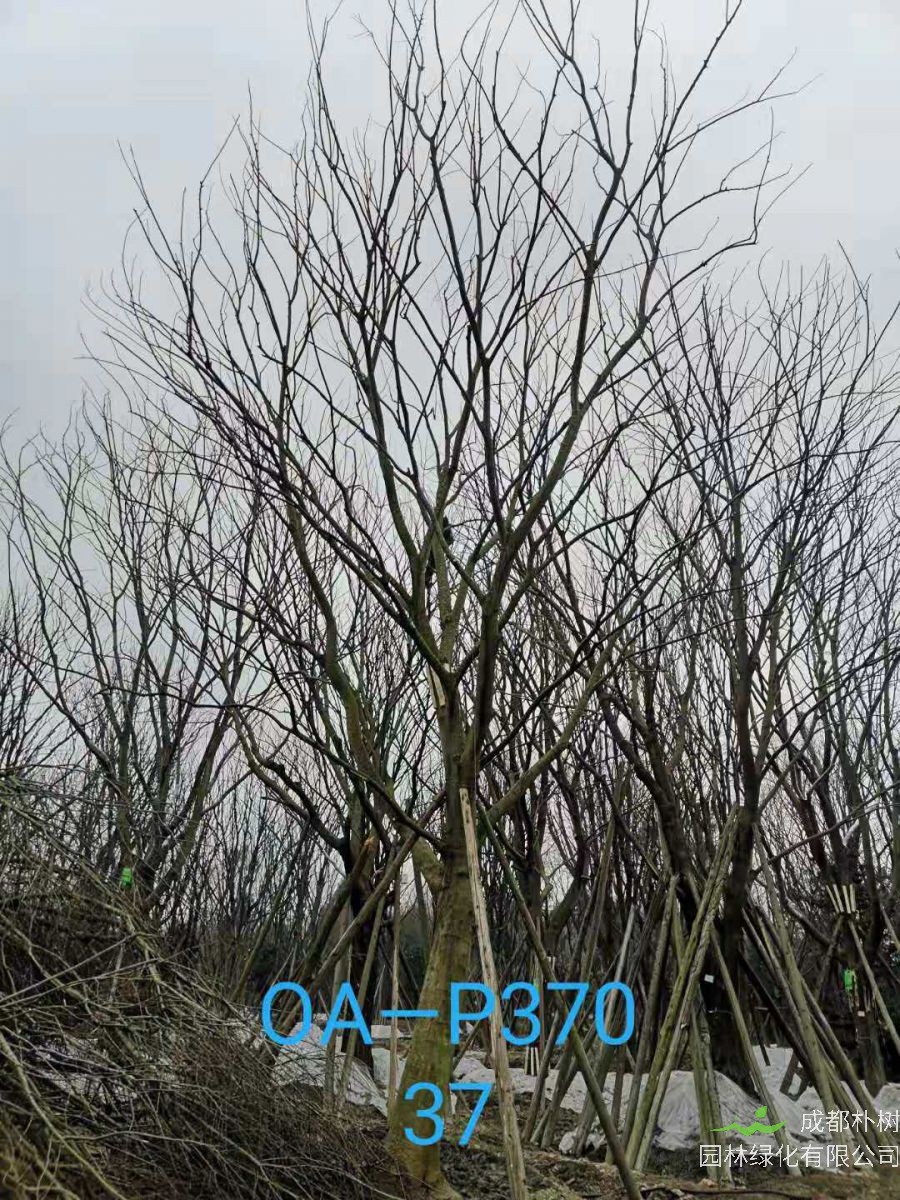 2021年37-42公分精品朴树-最新价格详情