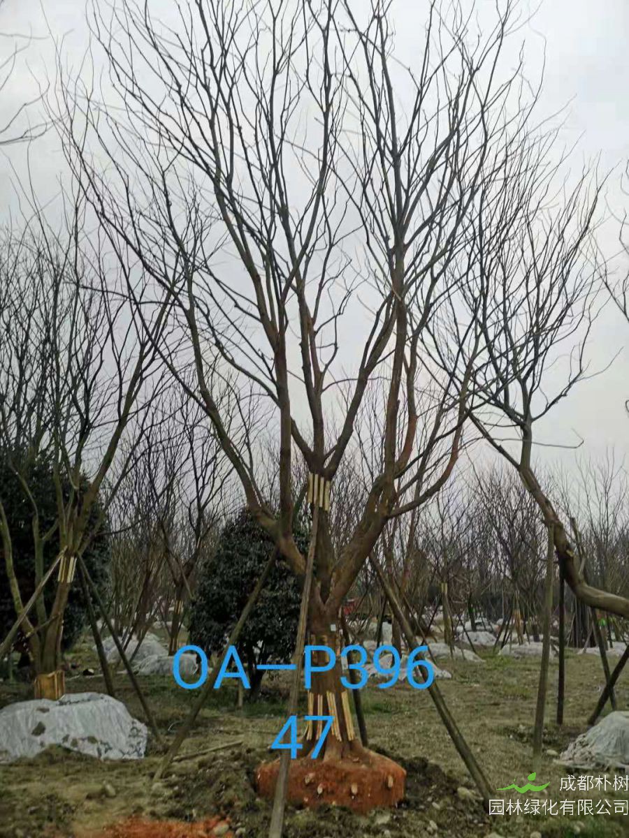 四川省苗木基地直销的43-48公分朴树-2021年最新价格
