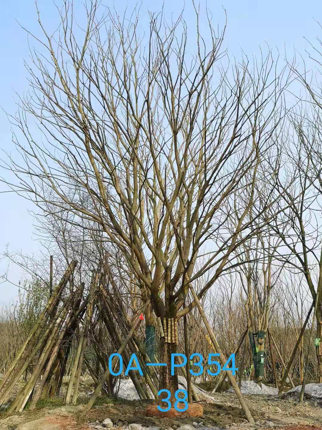 2021年37-42公分精品朴树-最新价格详情