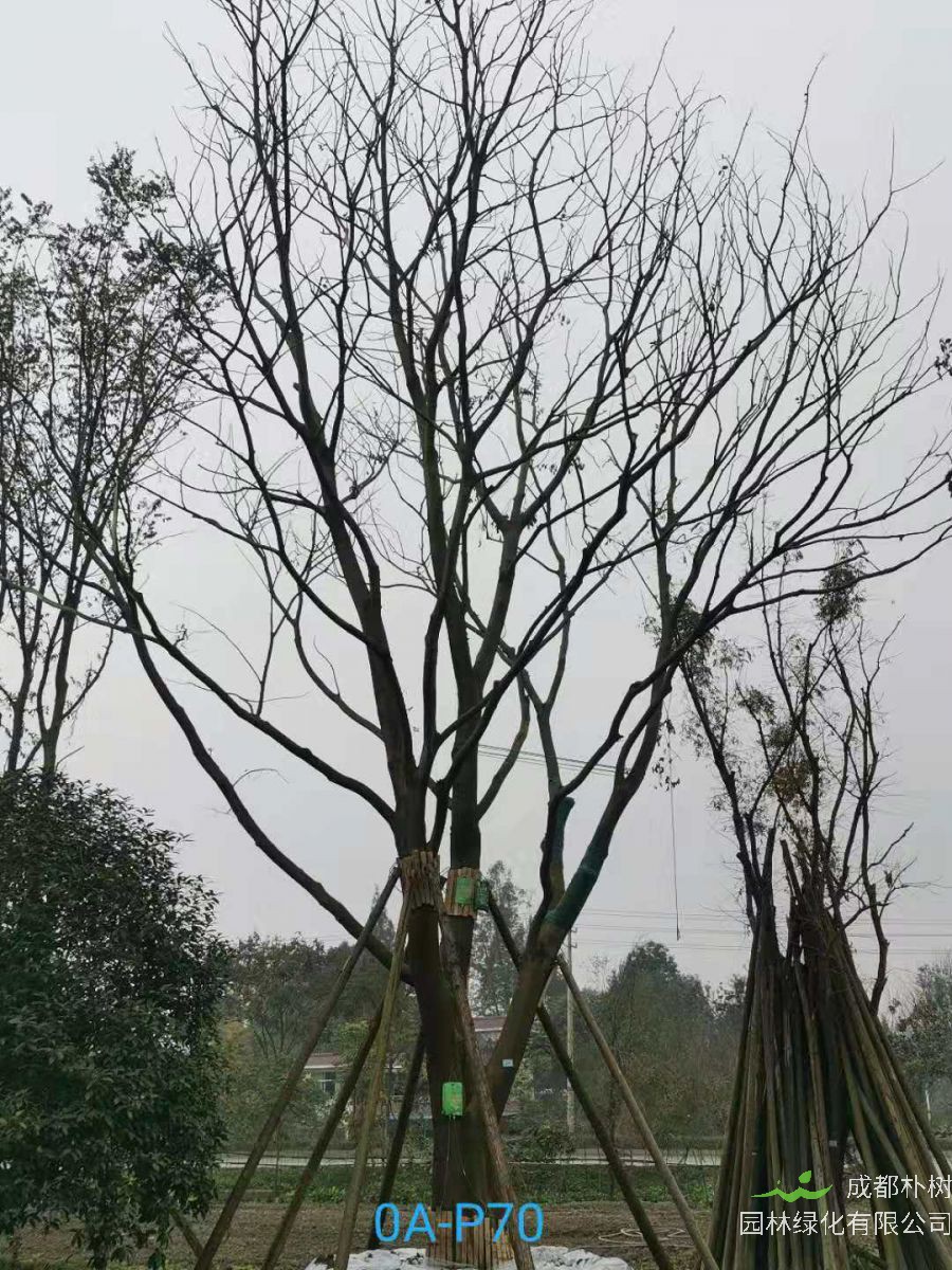 2021年四川省-彭州市苗木基地直销的49-62公分精品朴树价格怎么样？