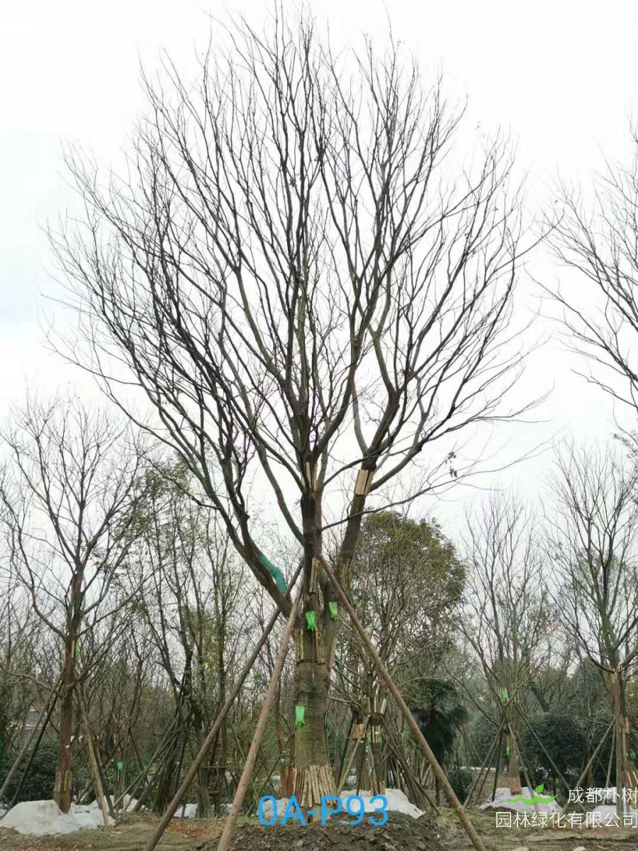 2021年四川省-彭州市苗木基地直销的49-62公分精品朴树价格怎么样？