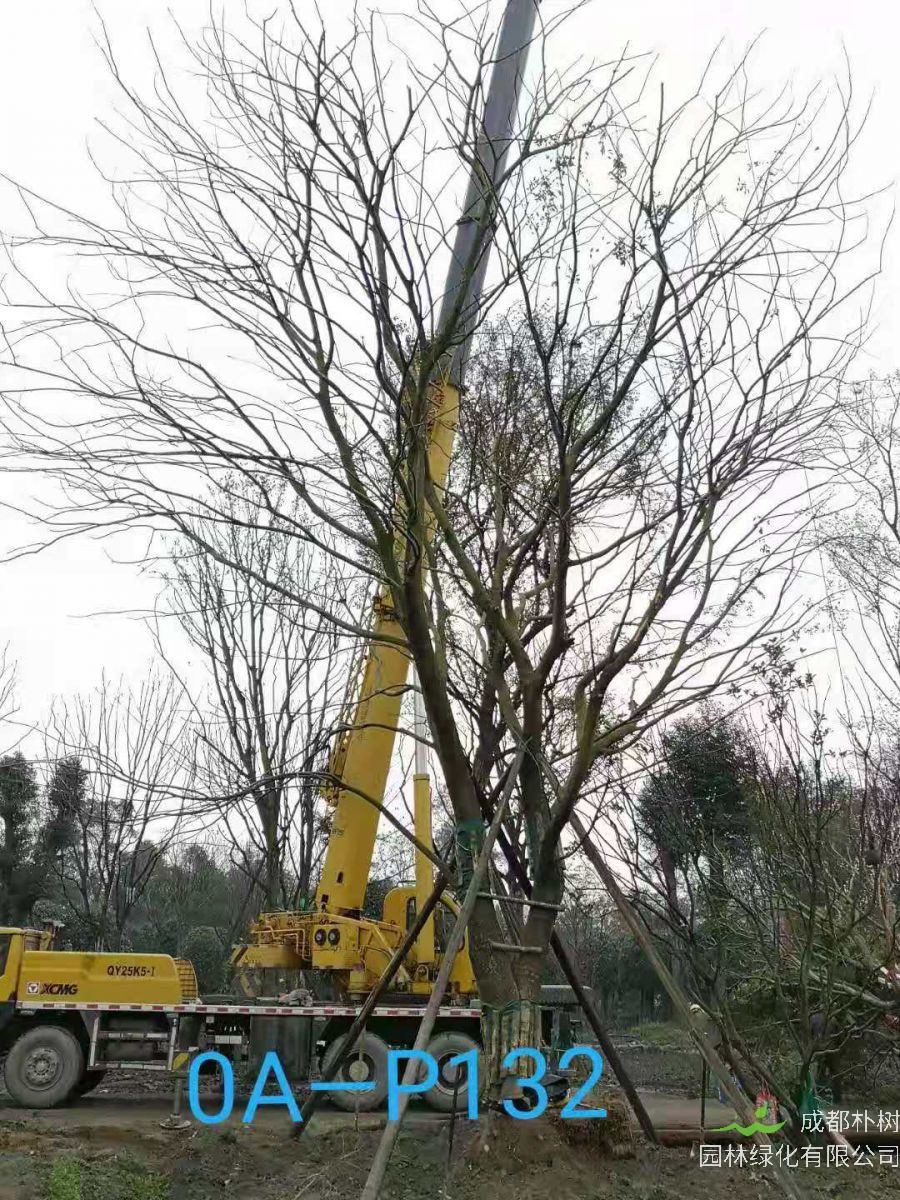 2021年四川省-彭州市苗木基地直销的49-62公分精品朴树价格怎么样？